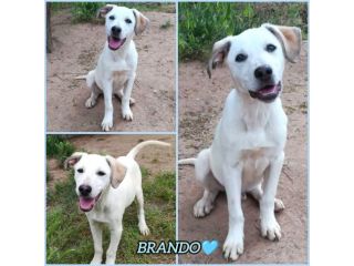 BRANDO CUCCIOLO MIX LABRADORINO