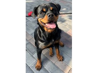 LESLIE BELLISSIMA ROTTWEILER