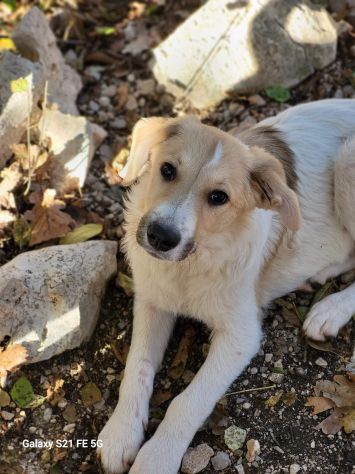 CUCCIOLI IN ADOZIONE - Foto 6
