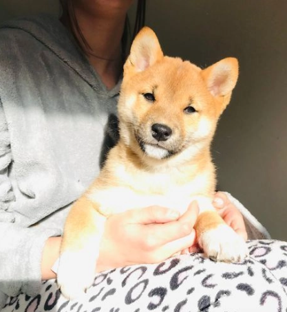 Due Shiba Inu di tre mesi