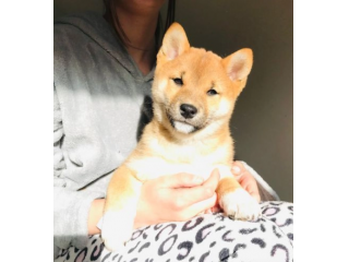 Due Shiba Inu di tre mesi