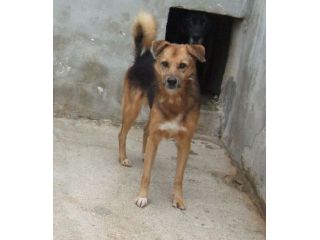 CERINO, cagnolino timidino