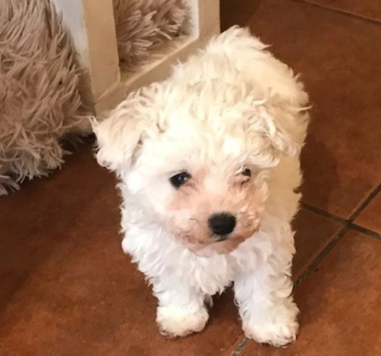 Adorabili cuccioli di bolognese