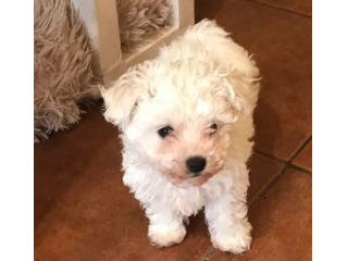 Adorabili cuccioli di bolognese