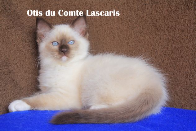gattino dolcissimo razza Ragdoll - Foto 3