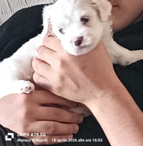 Maltesino cucciolo Toy maschio - Foto 3