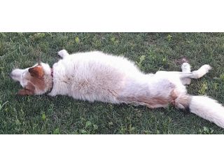 HUSKINA, incrocio collie, adozione del cuore (a Mantova)