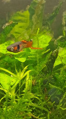 PESCI TROPICALI ACQUA DOLCE DEL VENEZUELA - POECILIA WINGEI CAMPOMA nn.47/51, - Foto 3
