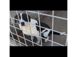 MARILU' CAGNOLINA IN ADOZIONE