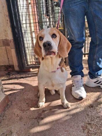Alvin: nonnino Beagle dolcissimo. Lo cedono - Foto 5