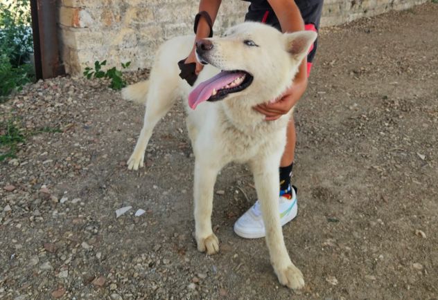 Zeus: giovane Siberian Husky socievole con tutti - Foto 4