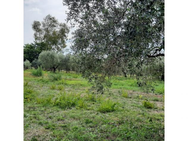 Agricolo in Secondo Stradone Muti - Foto 6