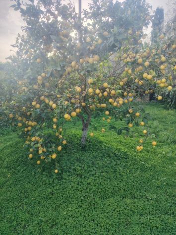 Limoni Biologici - Foto 4