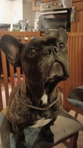 Bulldog francese per monta