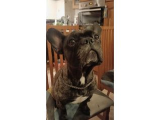 Bulldog francese per monta