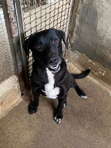 BORIS FANTASTICO ESEMPLARE DI CANE COZZA! DOLCISSIMO CAGNOLINO IN ADOZIONE - Foto 4