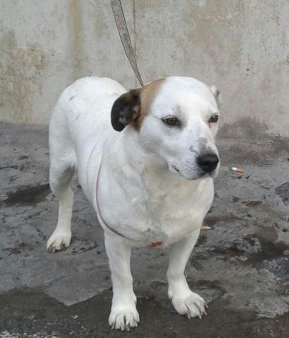 LILLA, cagnolina simpaticissima - Foto 3