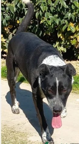 Giovane, dolce, tg media usata x Ie cucciolate,mollata, in canile.PUGLIA