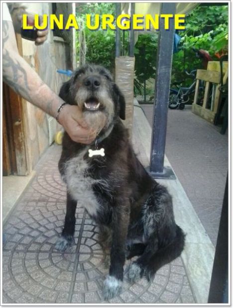 LUNA, dolcissima mix spinone - Foto 4