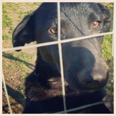 NERINO, dolcissimo cagnolino in cerca d'amore - Foto 2