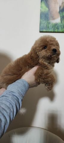 Cuccioli di Barboncino - Foto 3