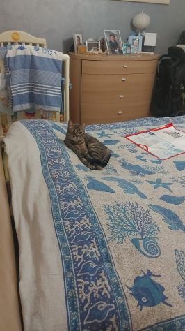 Regalo gatta adulta