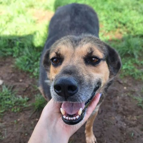 NICOLETTA CERCA SALVEZZA CANE IN ADOZIONE - Foto 5