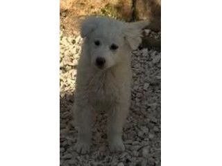 CUCCIOLE MAREMMANO 4 MESI SONO IN CANILE
