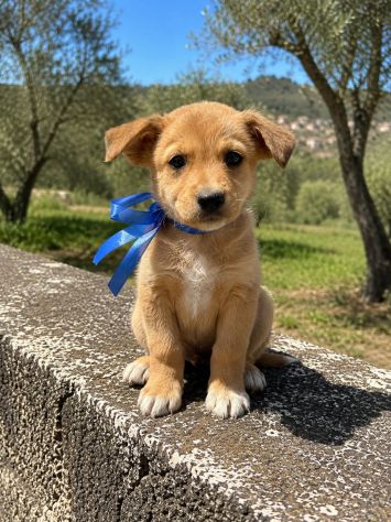 Regalo cuccioli taglia medio piccola - Foto 8
