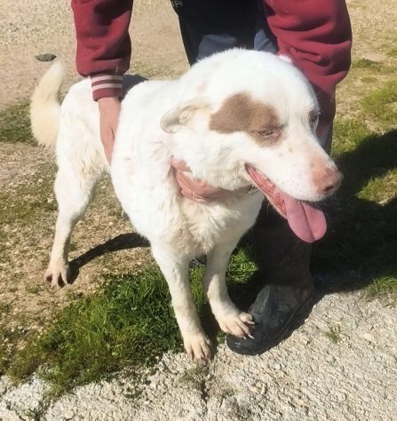 ULISSE è da tanto che attende che quel cancello si apra per lui - Foto 7