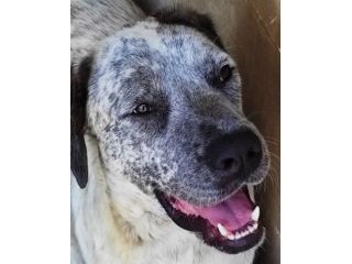 CANE IN ADOZIONE: JAGO nato nel marzo 2022