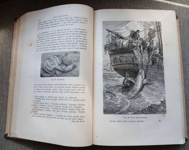 RETTILI, PESCI E ANIMALI ARTICOLATI, Ed. F.lli Treves 1891. - Foto 8