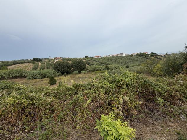 Uliveto in vendita a Torrevecchia Teatina - Foto 3