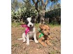 Regalo cuccioli taglia piccola