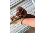 Cuccioli di Bassotto Chocolate