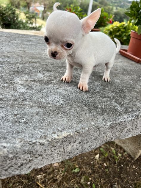 Cuccioli di Chihuahua - Foto 5