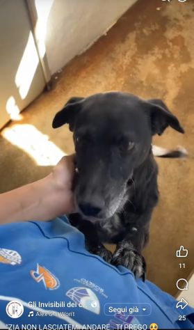 MOZART 15 KG DI BONTÀ CAGNOLINO IN ADOZIONE - Foto 5