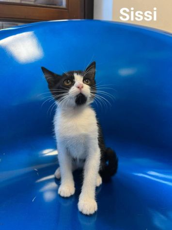 Tanti gattini meravigliosi cercano famiglia - Foto 5