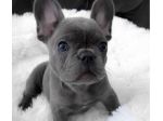 DISPONIBILI CUCCIOLI DI BULLDOG FRANCESE – BOULEDOGUE FRANÇAIS