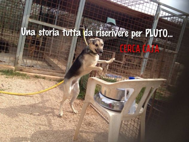 PLUTO in cerca di casa - Foto 3