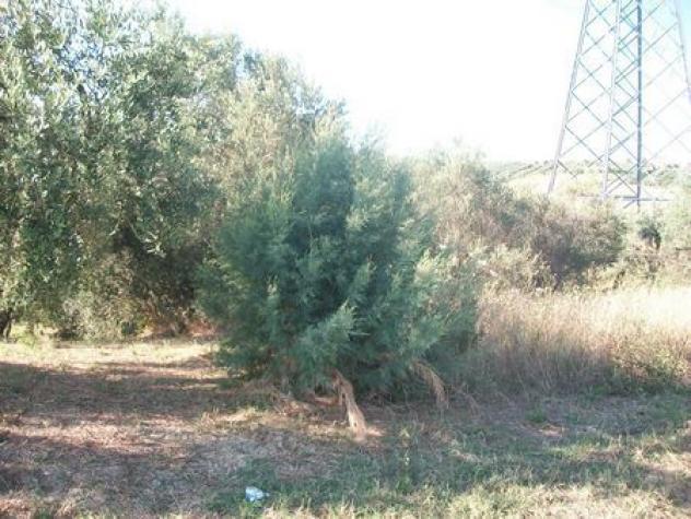 Uliveto in vendita a Lanciano - Foto 2