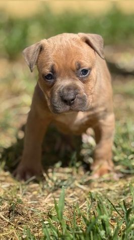Amstaff cuccioli Blu Fawn - Foto 3