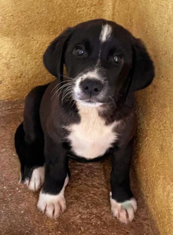 CUCCIOLA 2 mesi e mezzo, taglia media - Foto 2