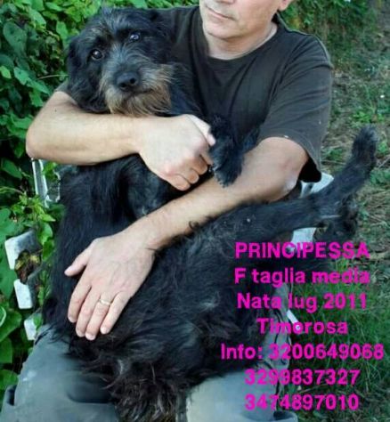 Splendidi cani in cerca di casa URGENTE! - Foto 5