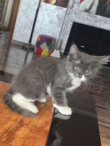 Meravigliosi gattini - Foto 6