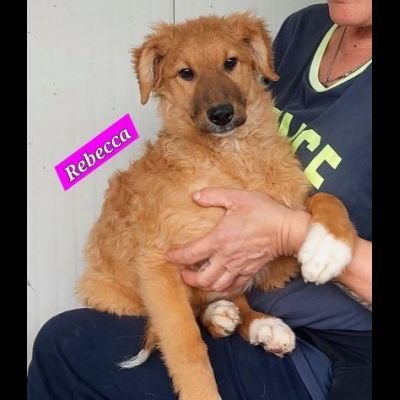 CUCCIOLI IN ADOZIONE - Foto 3