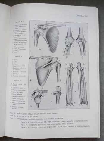 ANATOMIA PER GLI ARTISTI, Ed. F.lli Lega 1968. - Foto 6