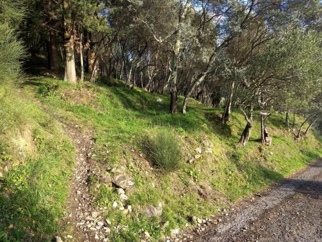 Terreno agricolo in vendita a Luni 2820 mq Rif: 1063771 - Foto 6