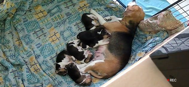 Cuccioli Beagle - Foto 4