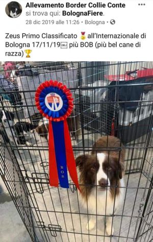 Vendo monta Border collie - Foto 8